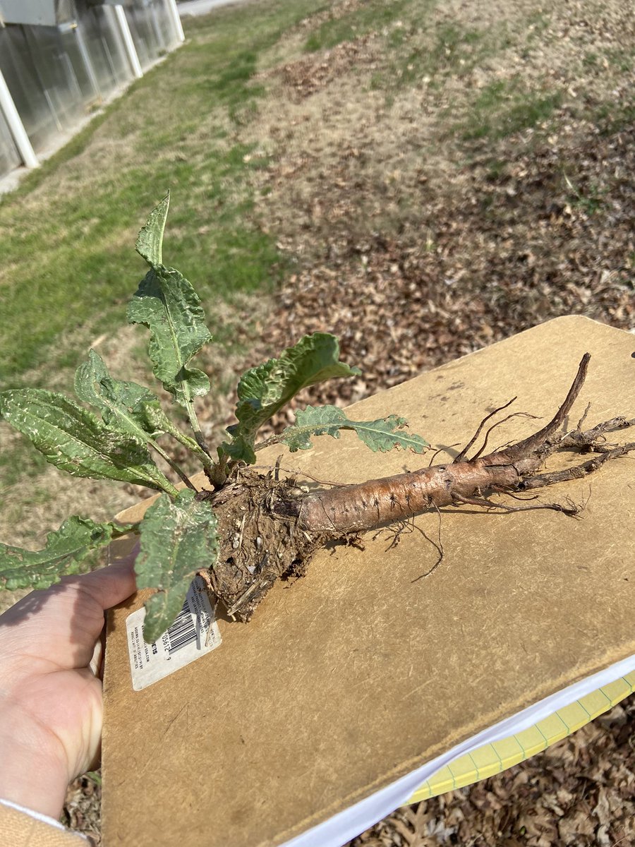 Pâmela Carvalho-Moore (@pamcarvalholima) on Twitter photo 2023-03-10 22:57:28 Is curly dock a problematic weed? YES , IT IS! Not a carrot, but a perfect example of the perennial side of this weed. Can be toxic to animals (depends on the amount consumed)
#weedscience #invasivespecies Is curly dock a problematic weed? YES , IT IS! Not a carrot, but a perfect example of the perennial side of this weed. Can be toxic to animals (depends on the amount consumed)
#weedscience #invasivespecies