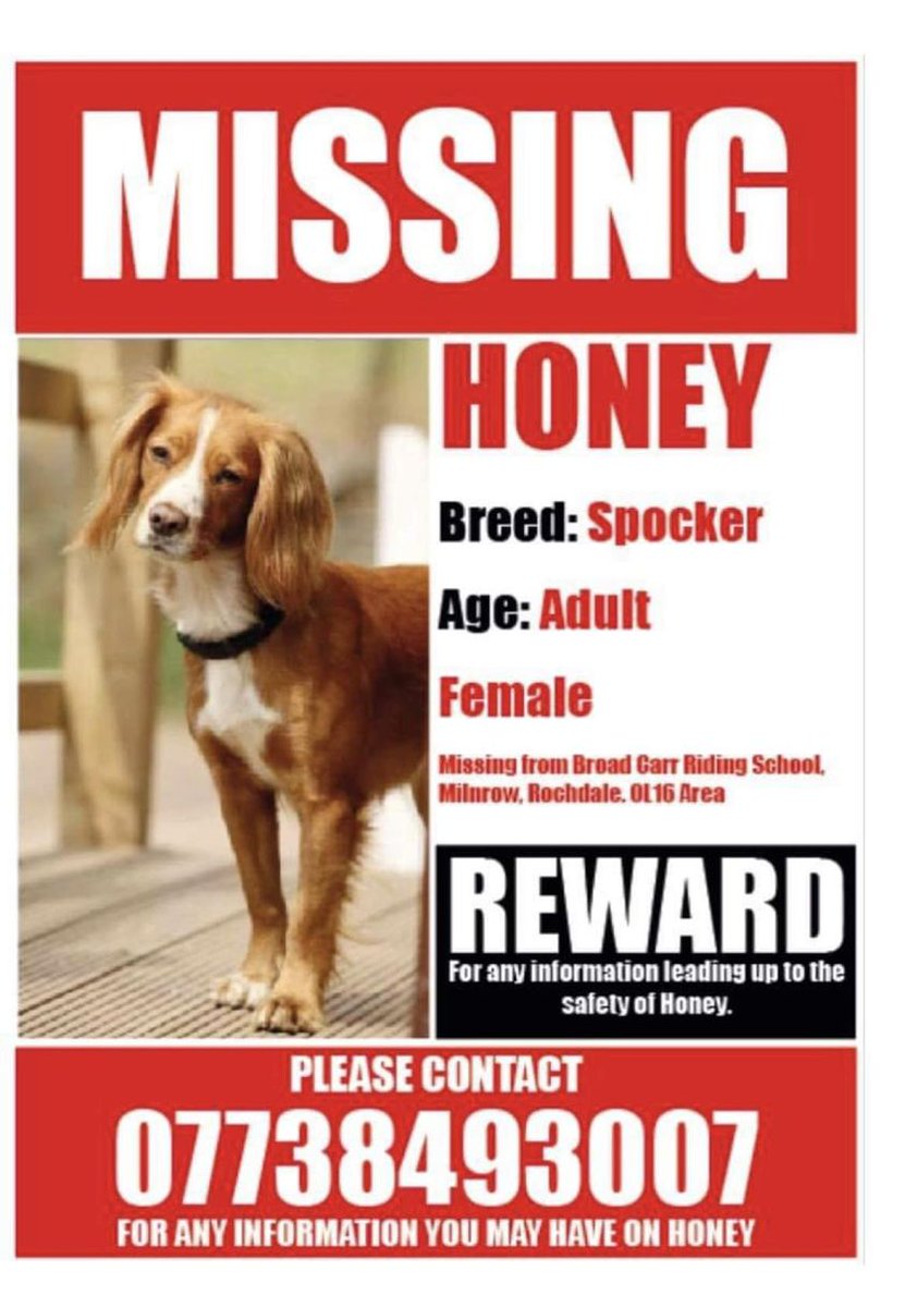 Honey #Sprocker #missing from Broad Carr Riding School, #Milnrow #Rochdale, OL16 area, Tuesday, 7/2/23. Possible sighting #MarsdenMoor #WestYorks. Farm dog so may seek shelter in barns, etc. Sightings ⬇️ DL: doglost.co.uk/dog-blog.php?d… Owner: facebook.com/esme.hernon?__… #dogsoftwitter
