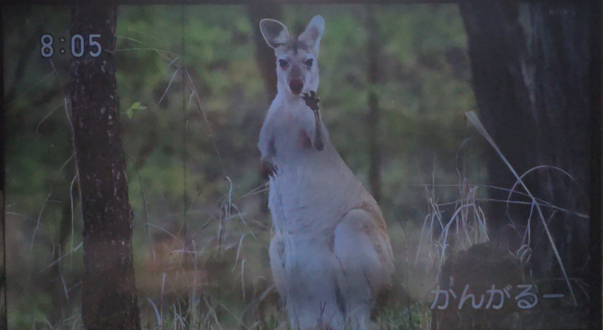 #おかあさんといっしょ 今日の生き物 カンガルー🦘