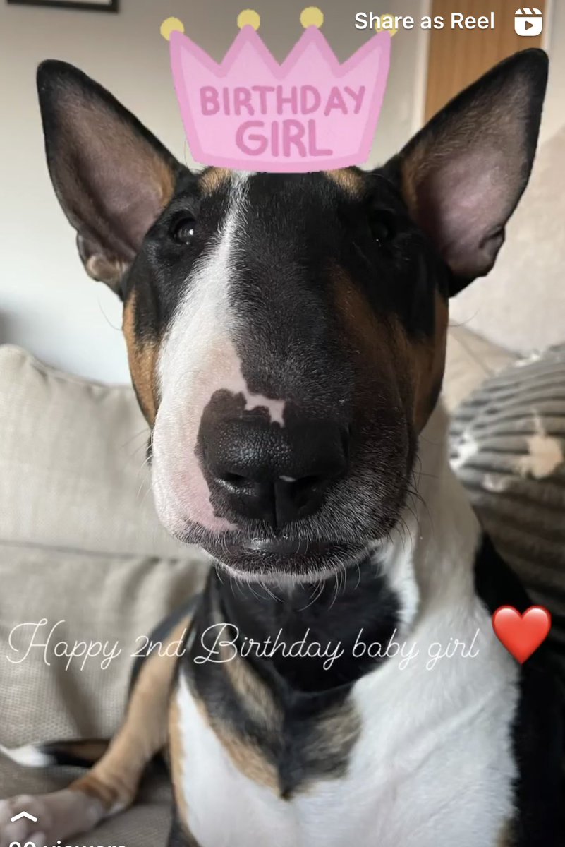 Our little blessing is 2 today! 🥳❤️#englishbullterrier