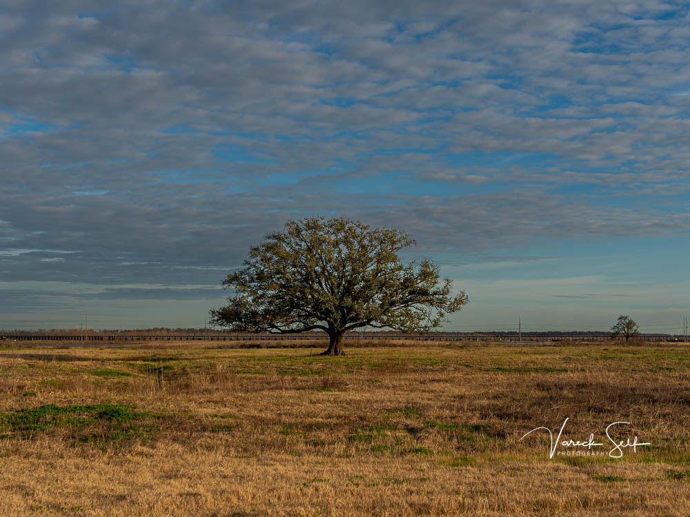 vrself's tweet photo. “In nature, nothing is perfect and everything is perfect. Trees can be contorted, bent in weird ways, and they’re still beautiful.” – Alice Walker
 
#Tree #Winter #StayAndWander #LoveOfPhotography #RoamThePlanet #PhotoOfTheDay #Landscape #LandscapePhotog… https://t.co/PgCmnVIlSW https://t.co/A1FFfBqym5