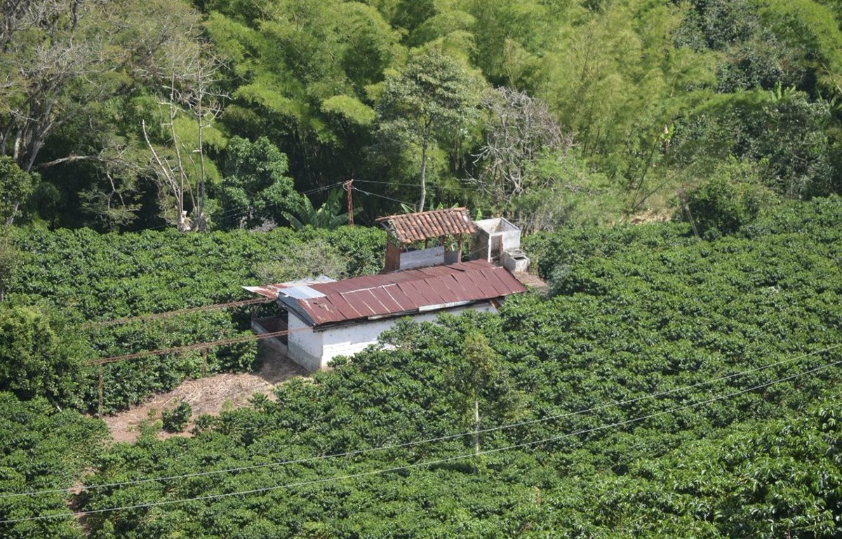 A esta hora estamos #EnVivo con Atardecer Cafetero @FedeCafeteros con los técnicos del Comité de Cafeteros de la Merced.  #OrgulloCafetero