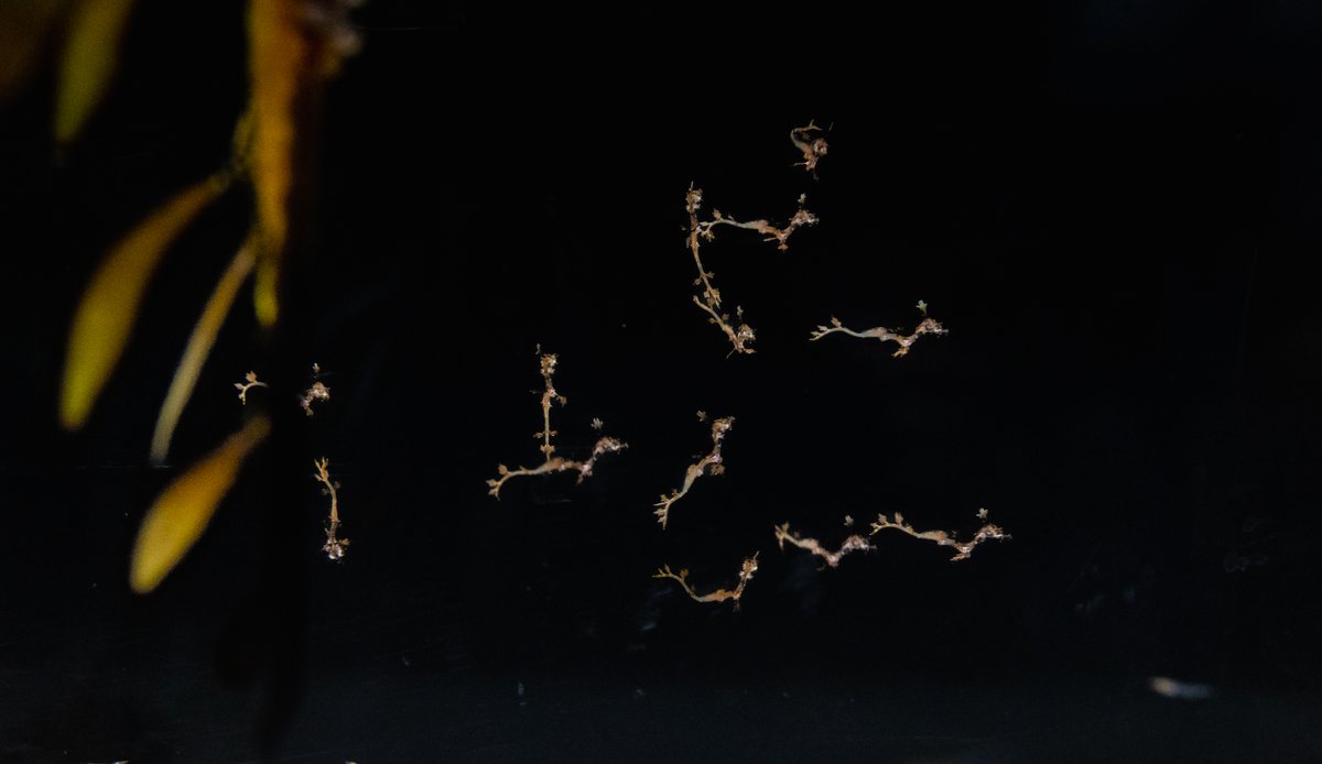 What an honor to visit <a href="/Birch_Aquarium/">Birch Aquarium</a> last week and see the newly hatched #WeedySeadragons. Only a handful of facilities have successfully hatched and reared this unique species of fish that are related to seahorses and pipefish. #SavingSpecies
