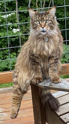 CoonCatNation's tweet photo. Today, Kerry in NJ is asking for our collective advice regarding 25lb Shadow's excessive grooming and loss of full mane 🤔 ➤ https://t.co/9RdvMmQfaf 🐾 #CatsOfTwitter #pets #catlovers https://t.co/6rwc6JBTyl