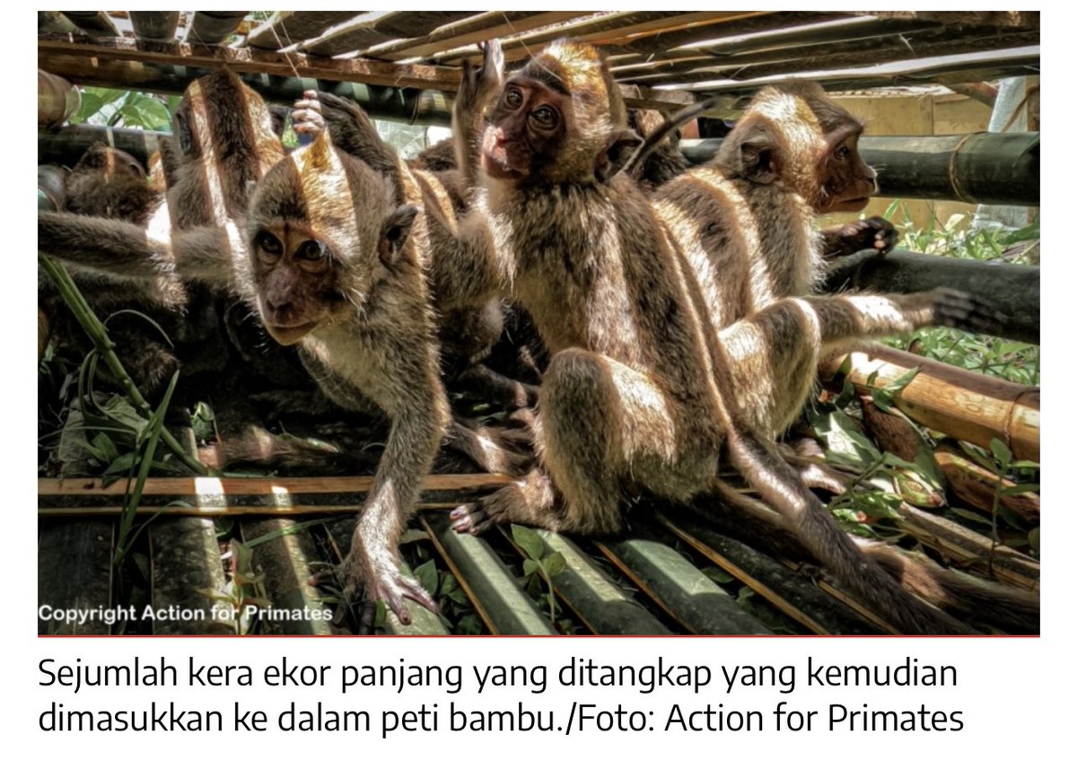 Indonesia is #1 exporter of #wildlife & has exported 71 million wild animals in 2008-2018. In 2022 the government exported wildlife from their natural habitats amounting to IDR 9.1 trillion.
betahita.id/news/detail/85… When ‘protected’ status means nothing. 
#wildlifetrade #zoonotic