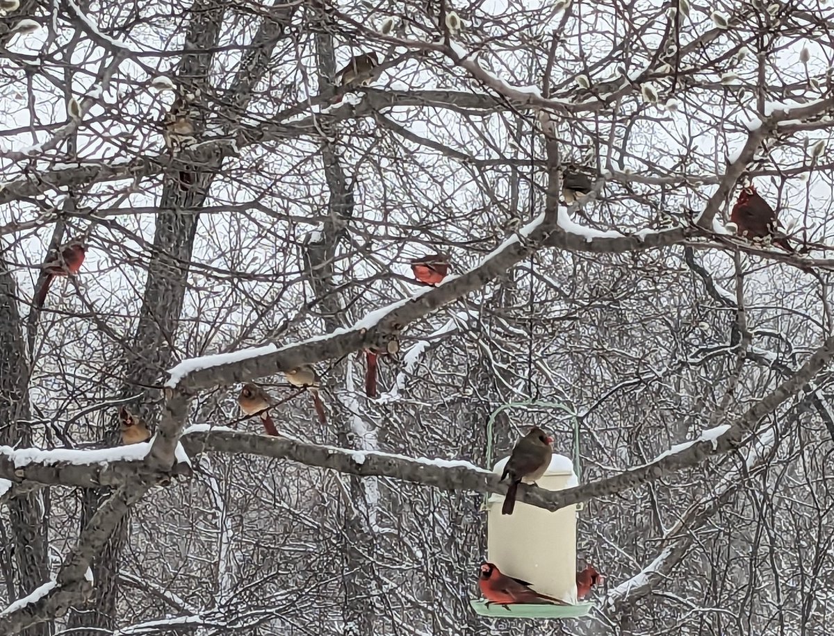 More than a dozen pairs of cardinals came to visit our feeder tonight! Must be the only restaurant open in #ONStorm #Toronto #MountDennis