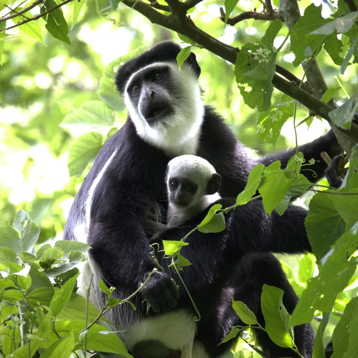 SASSAK12's tweet photo. Did you know that some baby monkeys are born with entirely different color coats than their moms? 

The reason for distinctive natal coats in primates is still debated amongst primatologists, but we agree that this must somehow protect the next generation!
📷&amp;🎨: Risa Luther https://t.co/vtcIBcEsvm