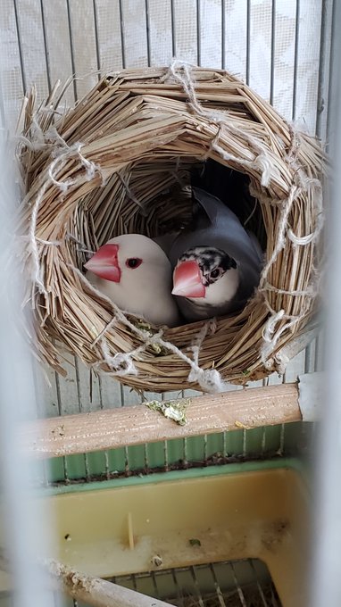 ぶんちょぶんちょ 