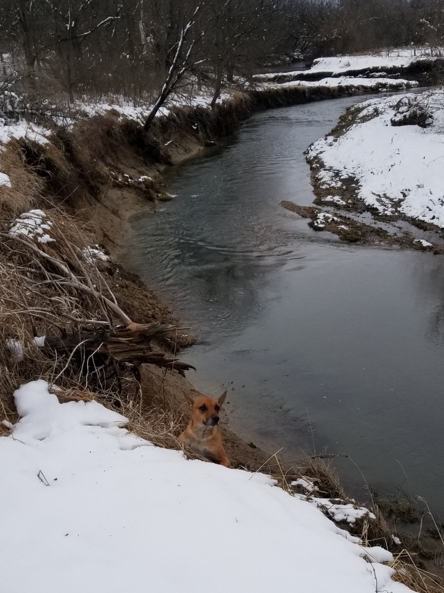 dragononmybelly's tweet photo. Nel realizing that the bank is slippery after the snow and she can't get back up.
(I helped her right after this).
#thatelusivescarletpuppynel #INDog #dogsoftwitter https://t.co/MI8sAxAbbZ