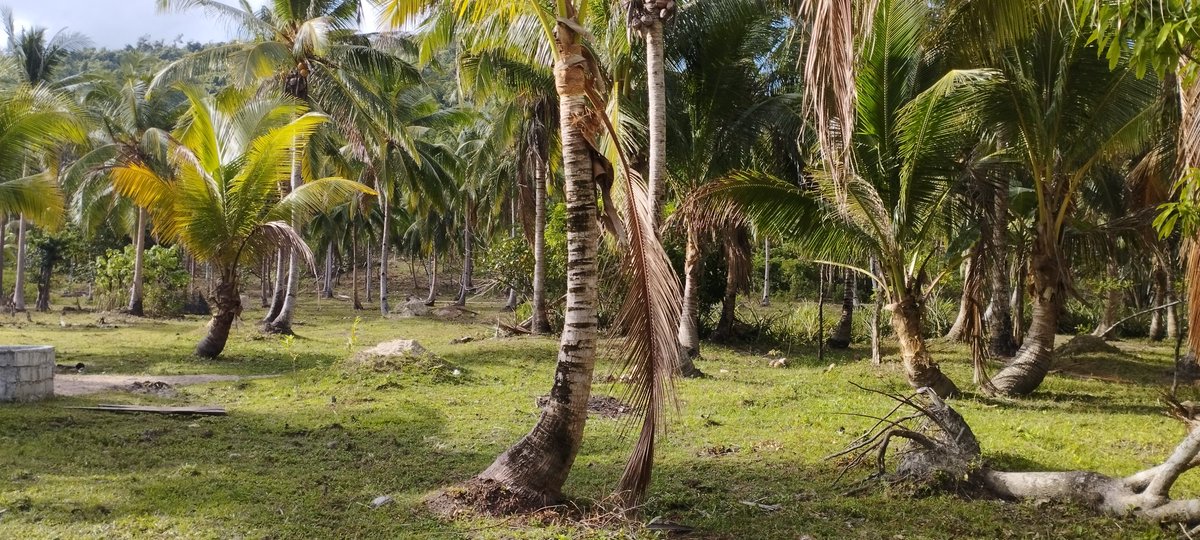 fairgreenvalue's tweet image. Neue Grundstücke kostenlos für Selbstversorger und Aussteiger auf Palawan ... Bei Interesse gerne melden 

Palawan • 4x zur schönsten Insel der Welt gewählt ✓

#greenvalue #fairtrade