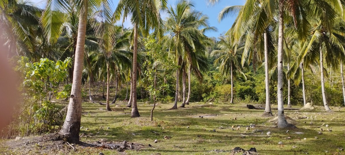 fairgreenvalue's tweet image. Neue Grundstücke kostenlos für Selbstversorger und Aussteiger auf Palawan ... Bei Interesse gerne melden 

Palawan • 4x zur schönsten Insel der Welt gewählt ✓

#greenvalue #fairtrade