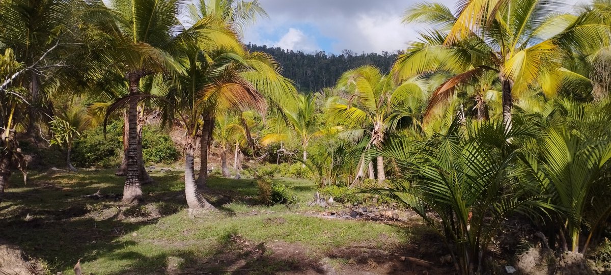 fairgreenvalue's tweet image. Neue Grundstücke kostenlos für Selbstversorger und Aussteiger auf Palawan ... Bei Interesse gerne melden 

Palawan • 4x zur schönsten Insel der Welt gewählt ✓

#greenvalue #fairtrade