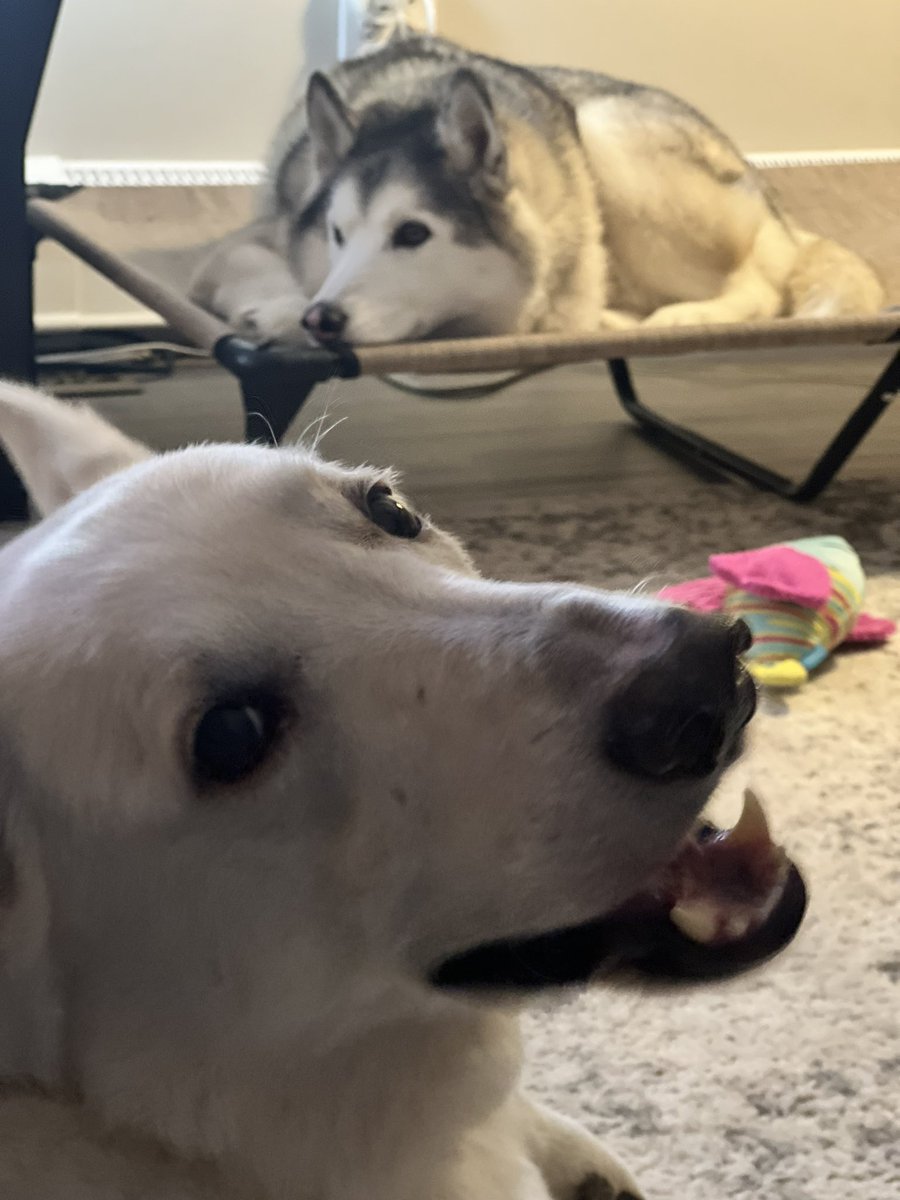 GoodBoyJet's tweet photo. HEY WORLD ITS YA PAL JET : GOOD BOY LECEL AT ALK TIMES HIGG https://t.co/nMker0mifq