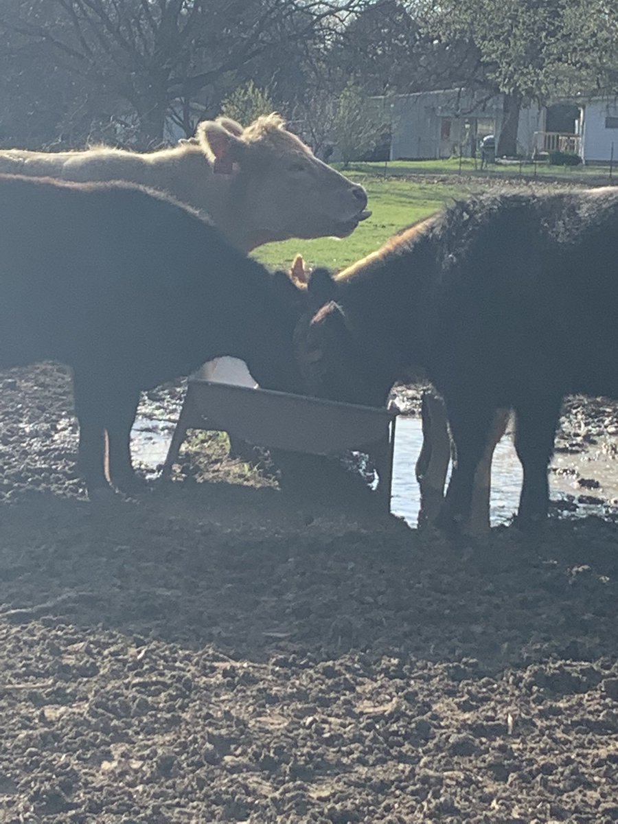 Deborah85000146's tweet photo. Spring break on the right track! Got to feed a baby cow ! https://t.co/2mpHkIklRH