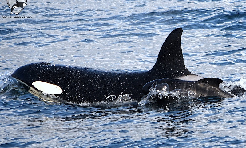 conexaoplaneta's tweet image. #Orca aparece com #filhote de #baleia-piloto: adoção ou sequestro? O registro inédito, documentado pela primeira vez por cientistas, aconteceu na Islândia. O filhote era recém-nascido e nadava lado a lado com a orca fêmea para surpresa dos pesquisadores: bit.ly/42f1HOy