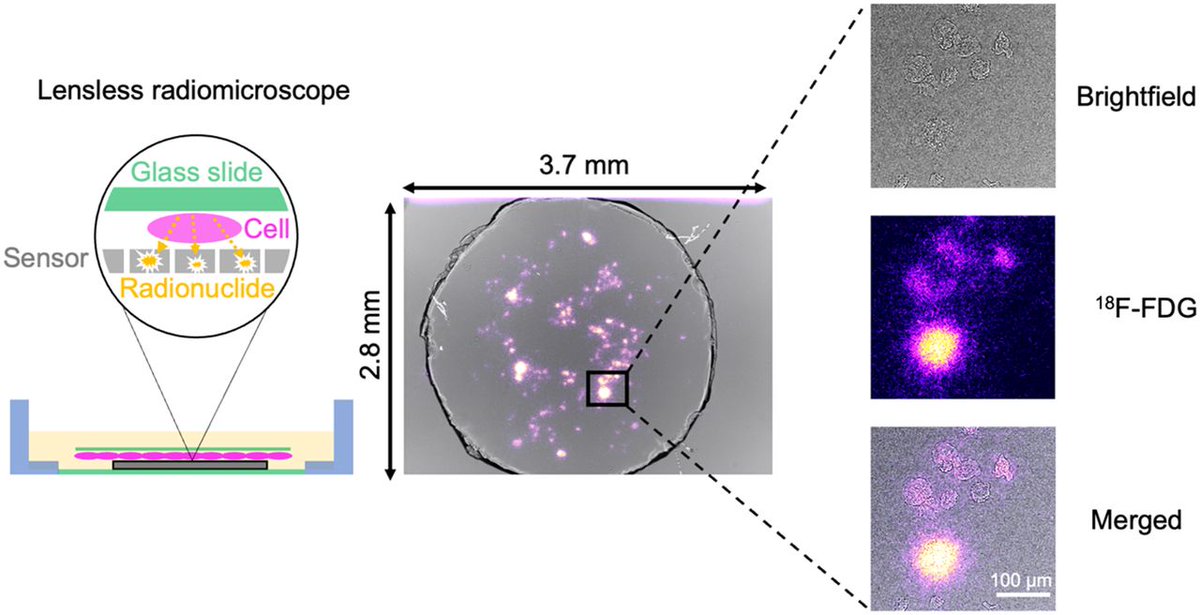 📣 Featured Basic Science Article this month in <a href="/JournalofNucMed/">JNM</a>: “Development of a Lensless Radiomicroscope for Cellular-Resolution Radionuclide Imaging.”

Congratulations to <a href="/StanfordMIPS/">MIPS</a> member <a href="/GPratx/">Guillem Pratx</a> and team🎉
🔗 tinyurl.com/mrym9y3s