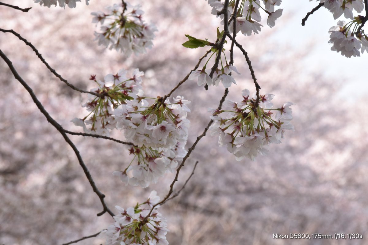benkyusinasaine's tweet photo. おはようございます。
#埼玉県 #北本市
#石戸蒲ザクラ です
#japan #saitama
#kitamotoctiy
#sakura
#CherryBloss
#nikonphotography
#flowerphotography
#私とニコンで見た世界
#写真で伝えたい私の世界
#写真で伝えたい日本
#ファインダー超しの私の世界 https://t.co/kyUc1dlKGE