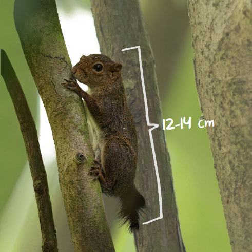 STEMSquirrels's tweet photo. A tiny #FunFactFriday! The smallest squirrel is the African pygmy squirrel averaging 12-14 cm long, including tail length. #squirrel #squirrelnet #facts https://t.co/qiZMkXTK1B