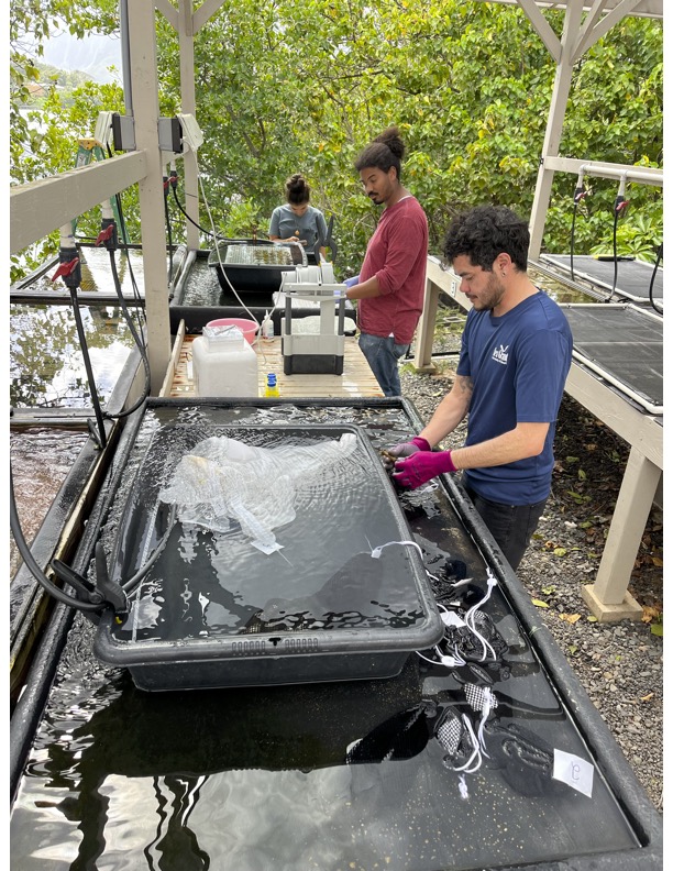 SheddResearch's tweet photo. Shedd researcher, Dr. Shayle Matsuda, is in Hawai'i with colleagues @CoralResilience Lab at the Hawai'i Institute of Marine Biology. These coral fragments will be used to study dynamics of the coral microbiome in a restoration context. https://t.co/dSyX1HQPbj