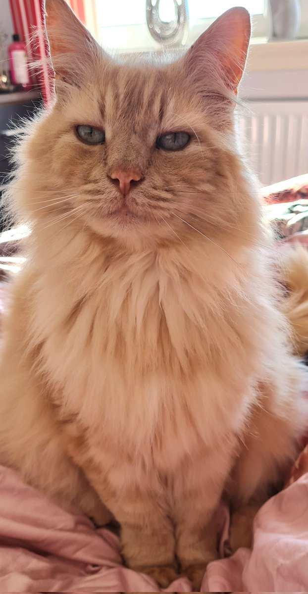 My gorgeous boy Boo. #CatsOfTwitter #caturday #Ilovemycats.