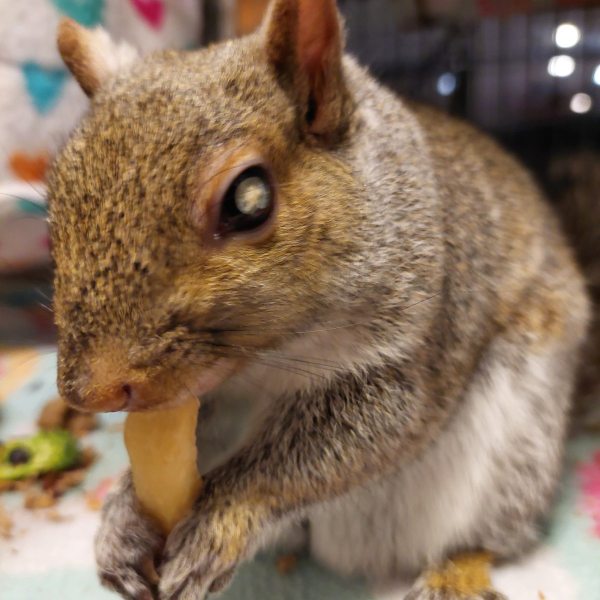 Peanut was feeling a little bit better today so she got to celebrate #FrenchFryFriday!
Let's hope she continues to improve. ❤️