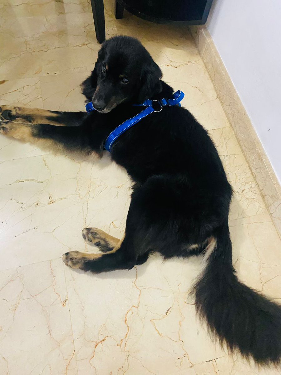 PerroUsuario's tweet photo. #SeBusca RT @aidalopezmendez: SE BUSCA. RT URGENTE. Se llama Negro, se perdió hoy 10/3/23 en la Av El Paseo, Prados del Este,Ccs. Es viejito y muy manso. No llevaba collar. EXTRAVIADO.  04143226751  https://t.co/2KmTz6I9U4
