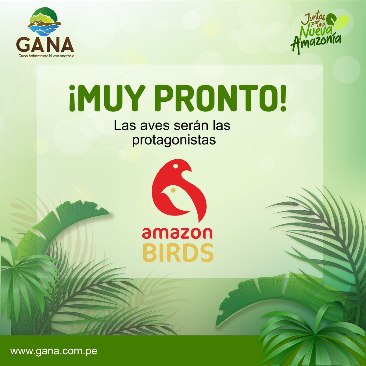 nuevaamazonia16's tweet photo. #NuevaAmazonía
#AmazonBirds
#TeamGANA
https://t.co/vmmY3XaCac 🐊

✅ Las aves vuelven a GANA 🐦 ¡Nos estamos preparando! 💪🏼

#JuntosPorUnaNuevaAmazonía 💚
#YoTengoCulturaAmbiental https://t.co/6FL67Hc9QM