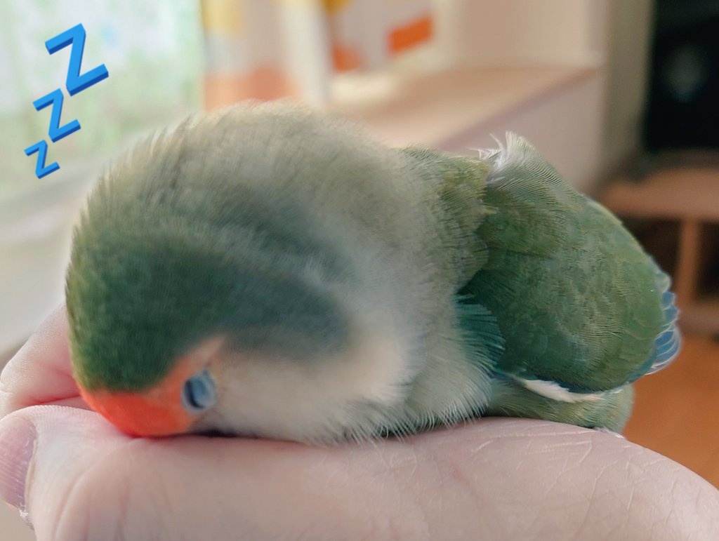 TenjinYs's tweet photo. ケージから出て、手の中で二度寝中💤春眠あったかい幸せ https://t.co/XtftcAIO4b