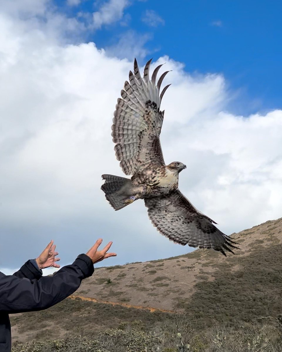 parks4all's tweet photo. Attention all #birders and #birdlovers! The dedicated staff, community scientists, and volunteers of the @GGRO_raptors have released their Season Summary report for the 2022 raptor migration, and it's filled with fascinating facts: https://t.co/gVGtUT7Uwh #GGRO #ParksConservancy https://t.co/6Fv7IYlbSh
