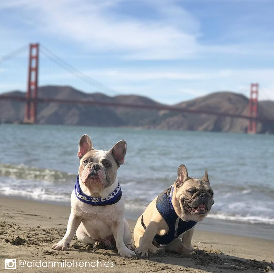 Entirely Pets tweet media