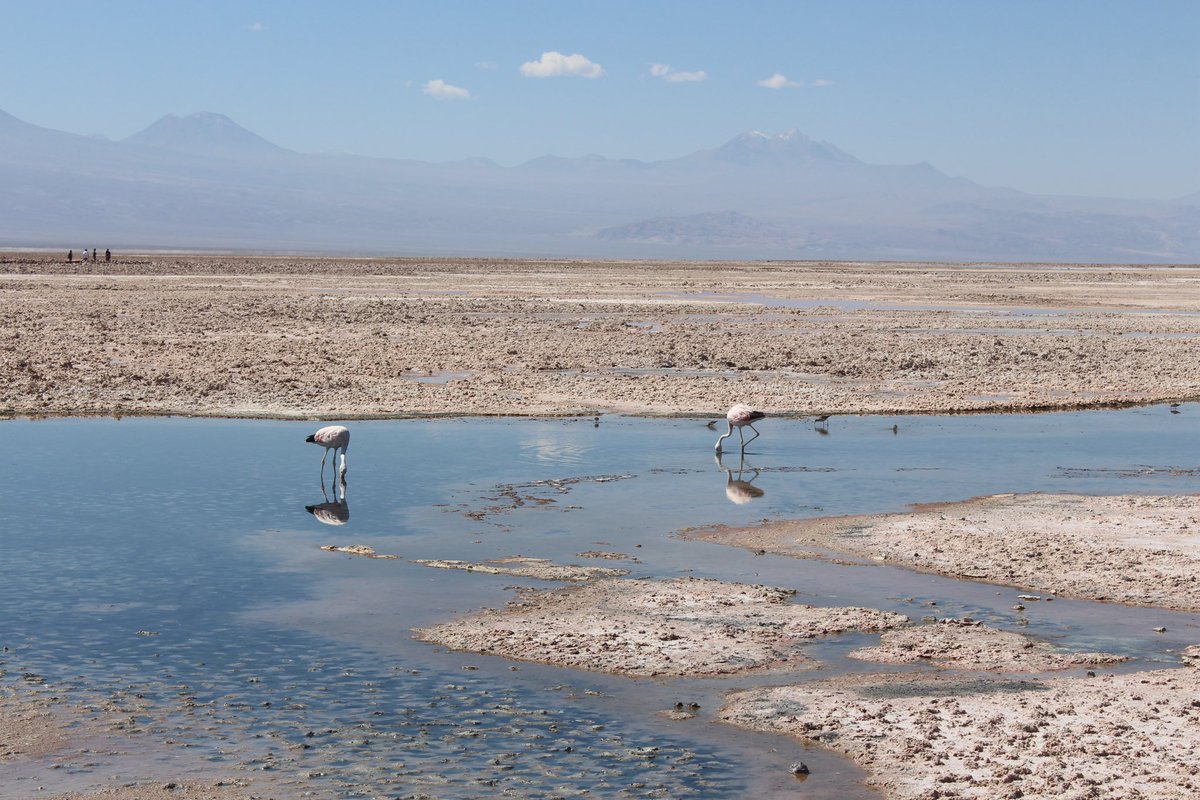 #lagunachaxa #SanPedrodeAtacama #Antofagasta