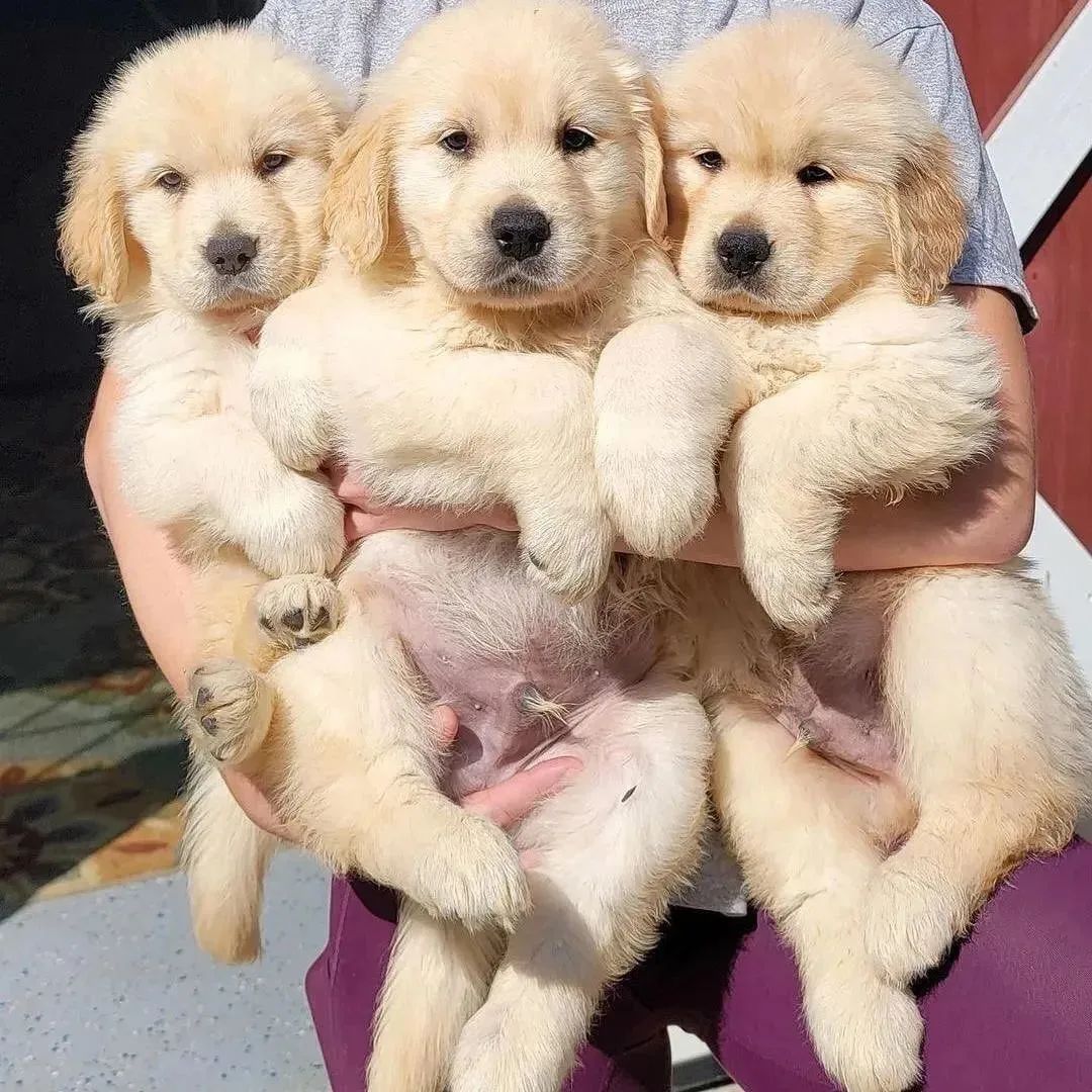 🐶Dog🐕 tweet media