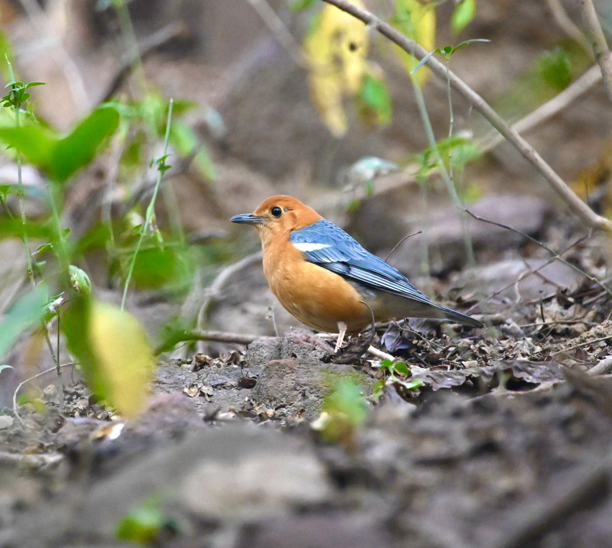 #1081 Orange-headed Thrush!! #dailypic #IndiAves #TwitterNatureCommunity #birdwatching #BirdsSeenIn2023 #ThePhotoHour #BBCWildlifePOTD #natgeoindia