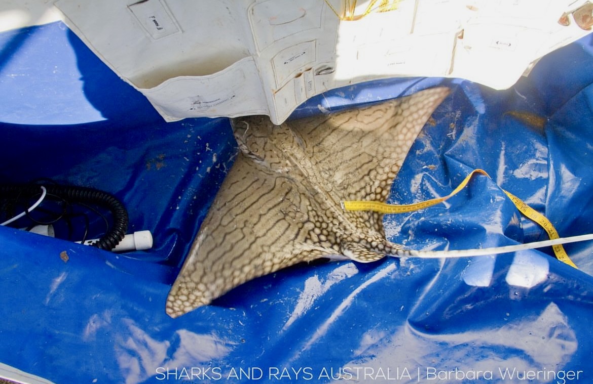 Hello beautiful! 😍

We were soo lucky to catch and monitor this gorgeous Ornate Eagle Ray (Aetomylaeus vespertilio) in Mapoon. It is extremely rare with only 60 known recordings worldwide 😲😲

👀Let us know if you see a #sawfish or any type of ray here: cytags.com