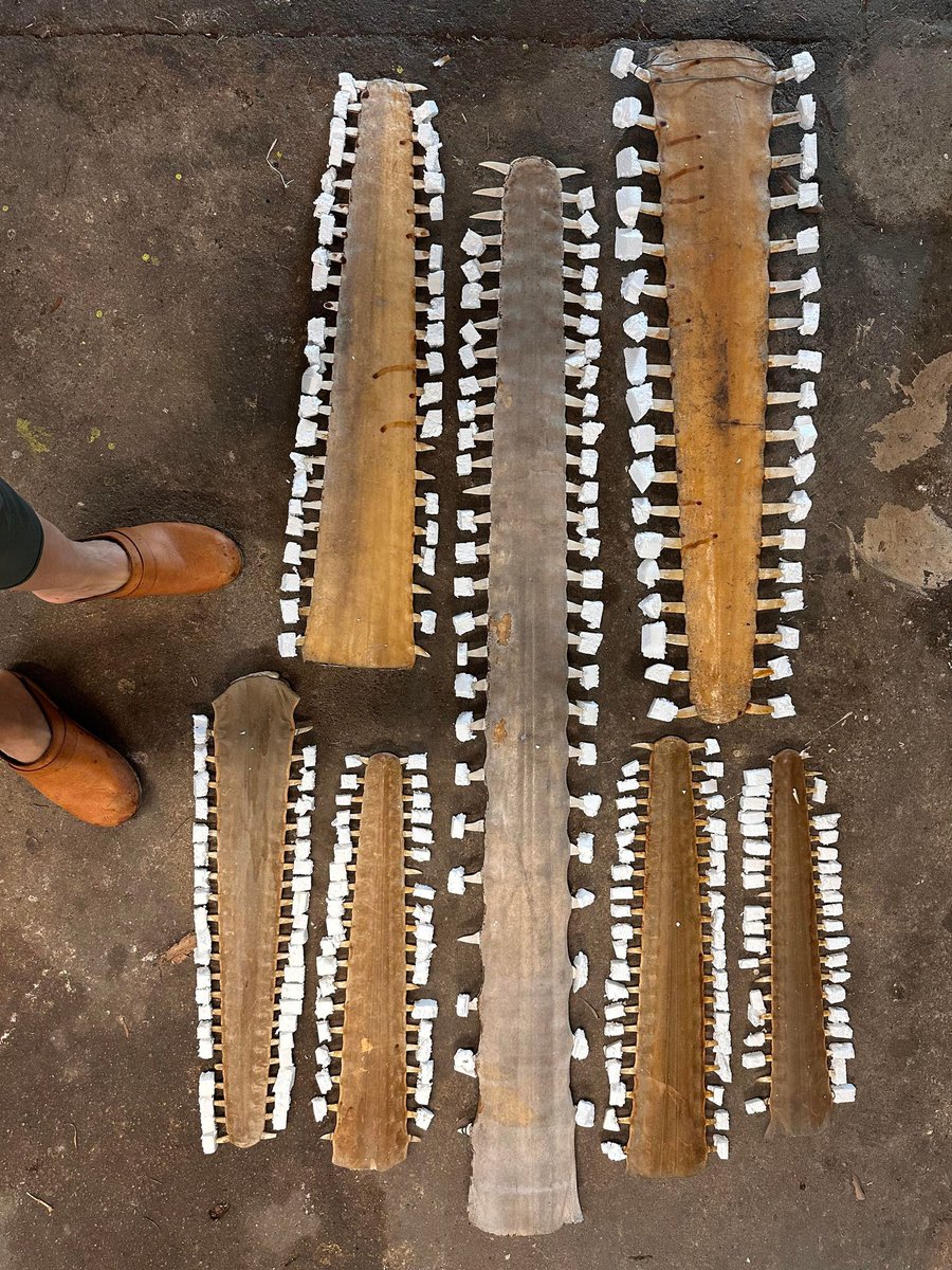 📢 A HUGE shout out to the donors of these #sawfish saws that were packed and treated with the respect they deserve. These old saws came from the Wiepa area from the 1970s! And they're massive! (Dr Barbara's shoes included for scale 😉)

We appreciate these saws so so much!🌟🌟