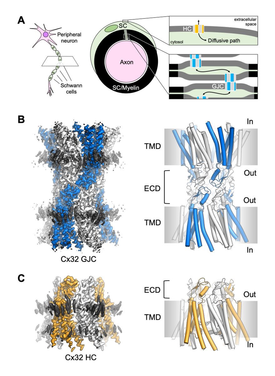 Our manuscript describing the structures of connexin 32 (Cx32) gap junction channel and hemichannel is now out on bioRxiv.
biorxiv.org/content/10.110…