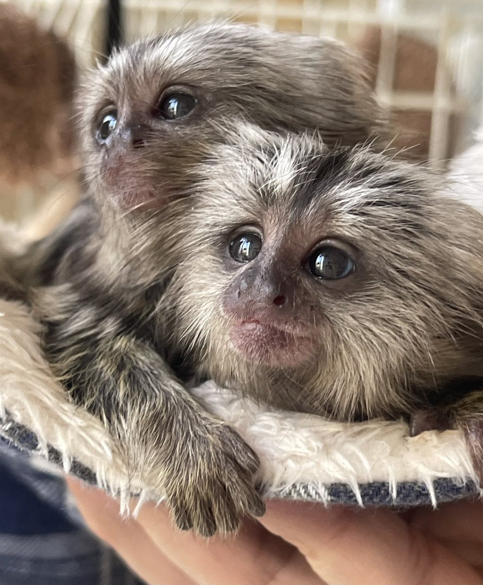 marmomonkey's tweet photo. 赤ちゃん2匹だけでハンモックで重なり中。この子らはいつもより親離れ早いかもね。
#コモンマーモセット 
#monkey
#ブリーダー
#callithrixjacchus
#動物
#ペット
#親離れ
#animal 
#猿
#コモンマーモセット飼育係 
#販売 https://t.co/CVTJIIi79l