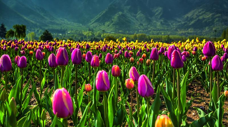 RUBARUBARAMULLA's tweet photo. Are u ready for this spring to enjoy the natural beauty of #Kashmir to make this paradise a land of peace by our efforts.

#BeautifulKashmir #Tourist_Attractions @JandKTourism https://t.co/wOp8lN2lVd
