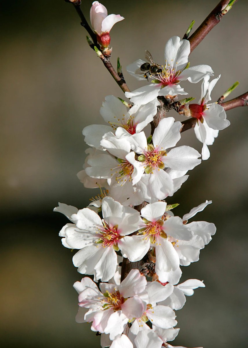 RUBARUBARAMULLA's tweet photo. Are u ready for this spring to enjoy the natural beauty of #Kashmir to make this paradise a land of peace by our efforts.

#BeautifulKashmir #Tourist_Attractions @JandKTourism https://t.co/wOp8lN2lVd