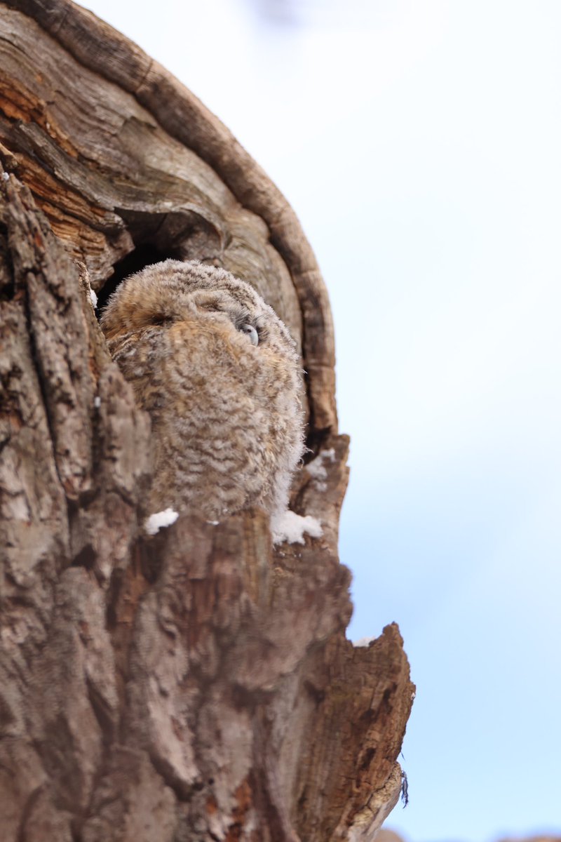 HenrikRyhle's tweet photo. This tawny owl already has 5 floofy owlets to feed. They live close to a bird feeder so food is plentiful 🐦 #tawnyowl #birdphotography #lidingö https://t.co/QIRZ0Kp5ru