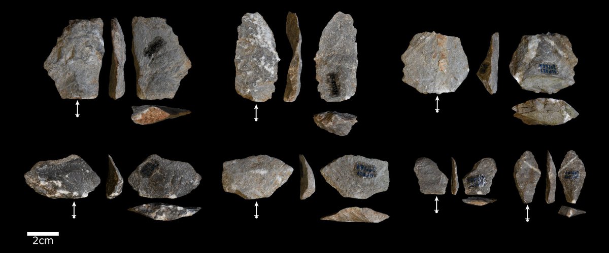 tomosproffitt's tweet photo. Our new study on primate tool use is out. Macaques use stones to crack nuts, but also accidentally make large numbers of flakes and flaked stones that look very very similar to some of the earliest hominin stone tools. @MPI_EVA_Leipzig https://t.co/IUpVYBHcg0 https://t.co/vVuKoQNfmQ