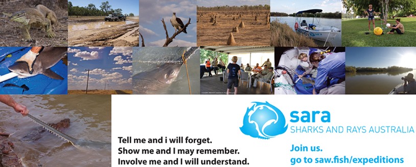 Join us on one of our field expeditions for an experience of a lifetime! 🦈🤙🌿🌞🏕️📊

Check it out here ➡️ saw.fish/expeditions