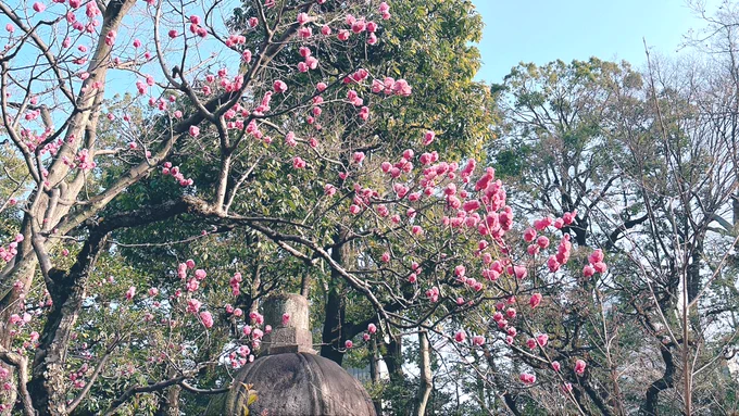 行ってきました 