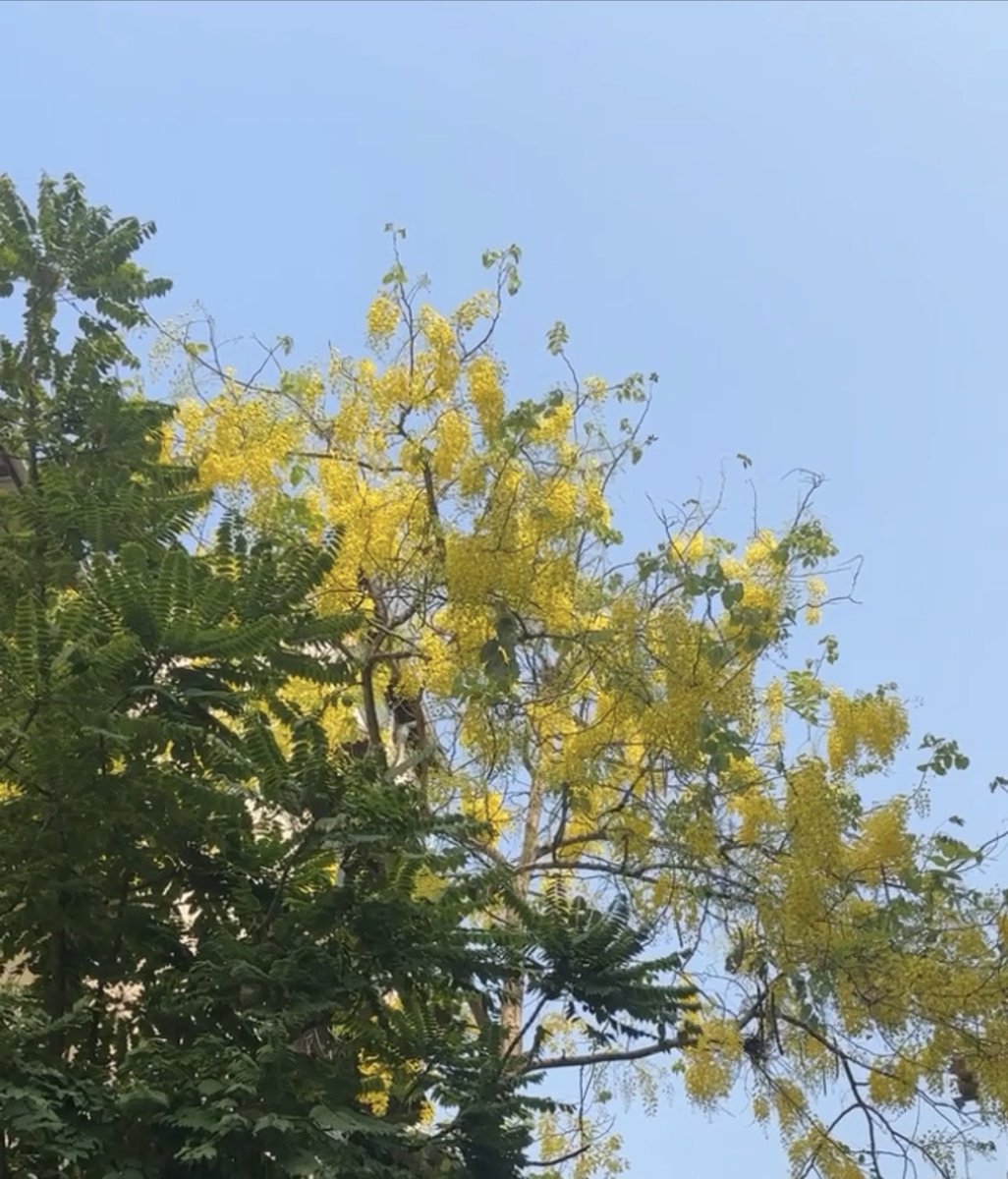 iinkk999's tweet photo. #flowers #yellow #Pink https://t.co/Fq7ObeNz0M