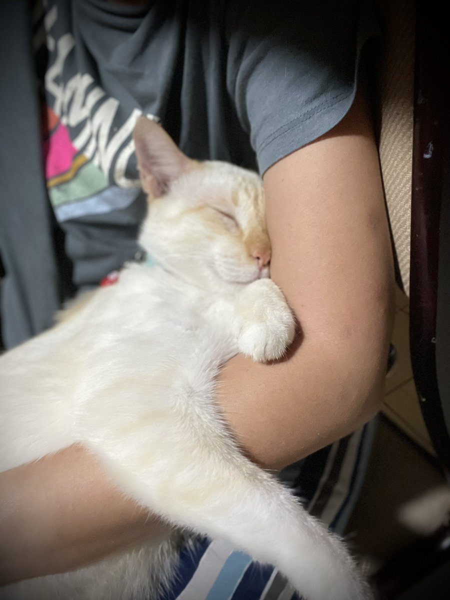 ♥️ Chaarly #catlover #catlife #chaarlycc