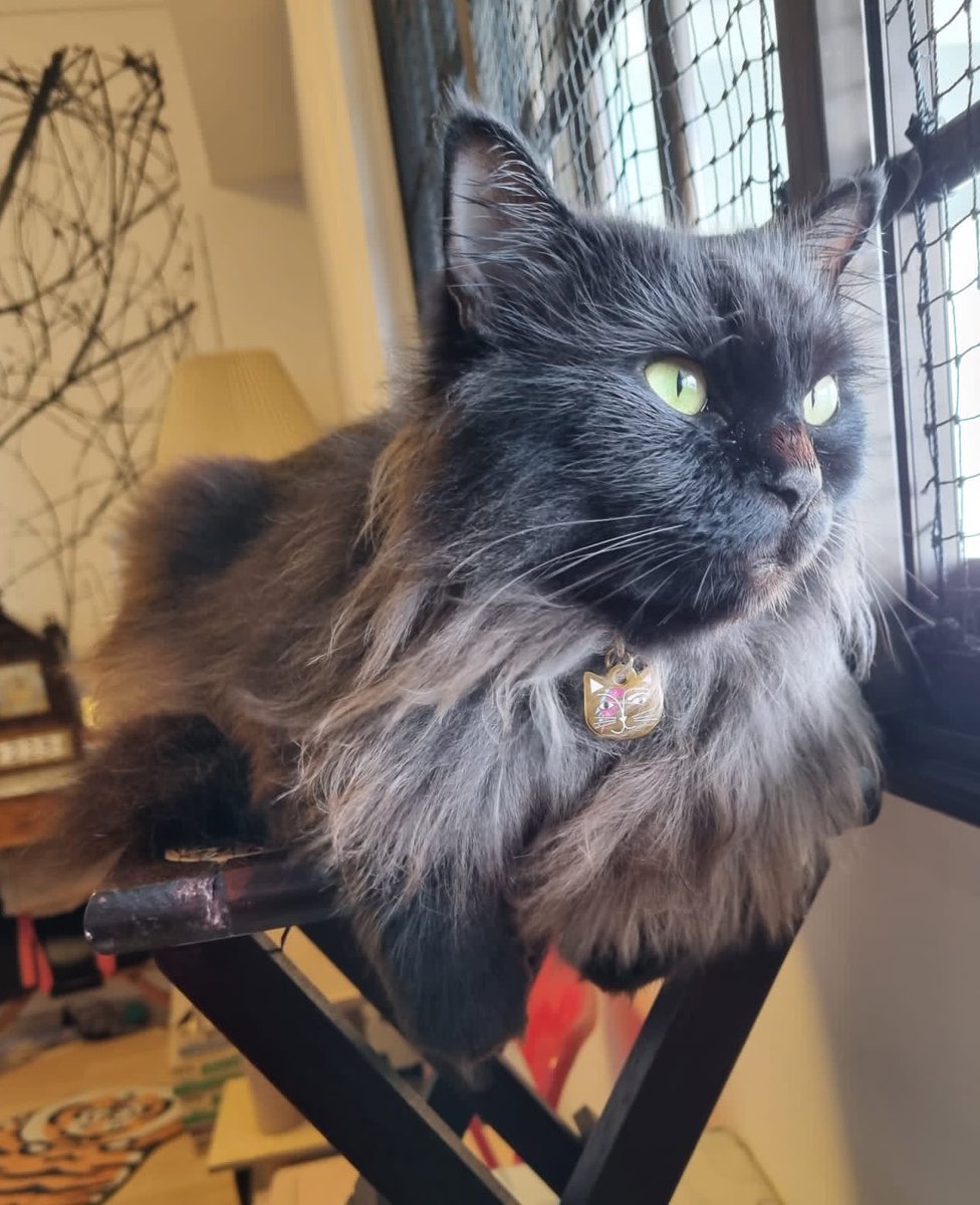 65ziggystardust's tweet photo. Lost in thought today, gazing out the window and pondering the mysteries of the world. This #Caturday, slow down and take in the beauty around us. #WindowWatching #DeepContemplation #CatsOfTwitter https://t.co/FBG49OTcrv