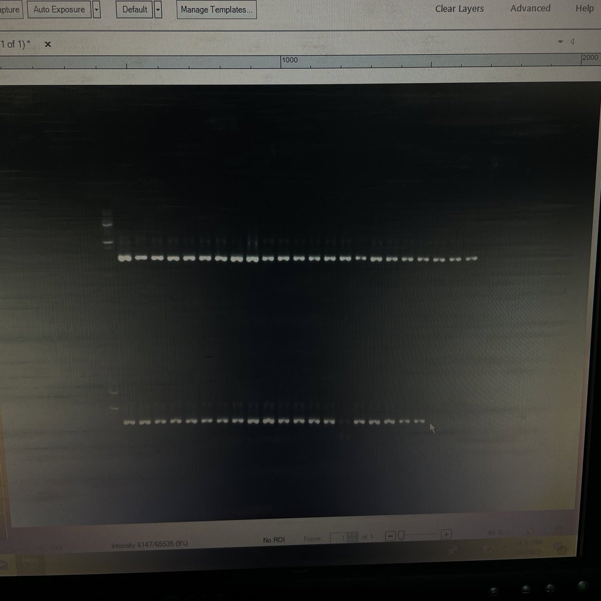 yalianachichaco's tweet image. Great job this week!
Doing #DNA #barcoding of Shark’s Tissue collected in Panama🦈.
Preparing to do my first genomic library 🧬