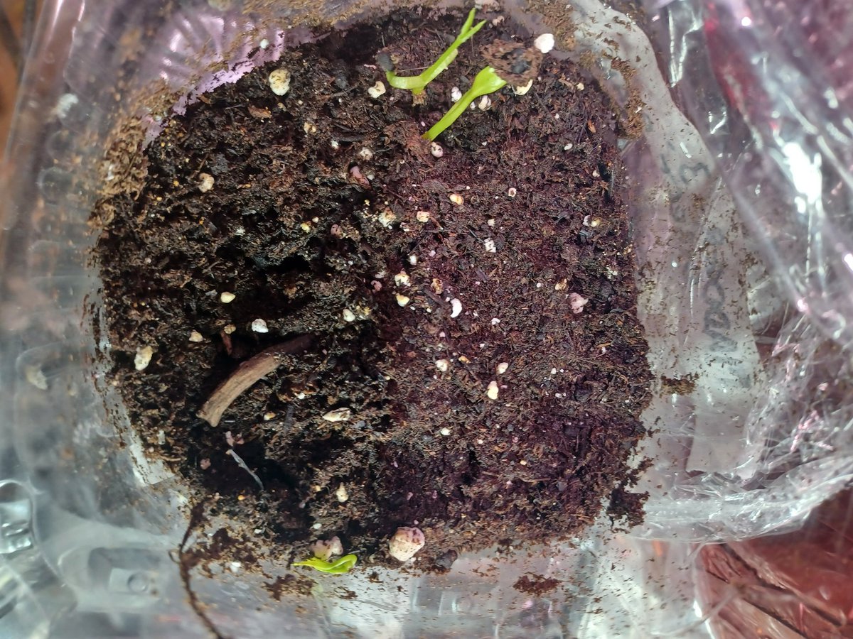 All right!! Don't miss update 2 of the Queen's Great Madder Experiment! Hrafnarfjall gets into plants for dye...
hothlandpermie.wordpress.com/2023/02/25/the…