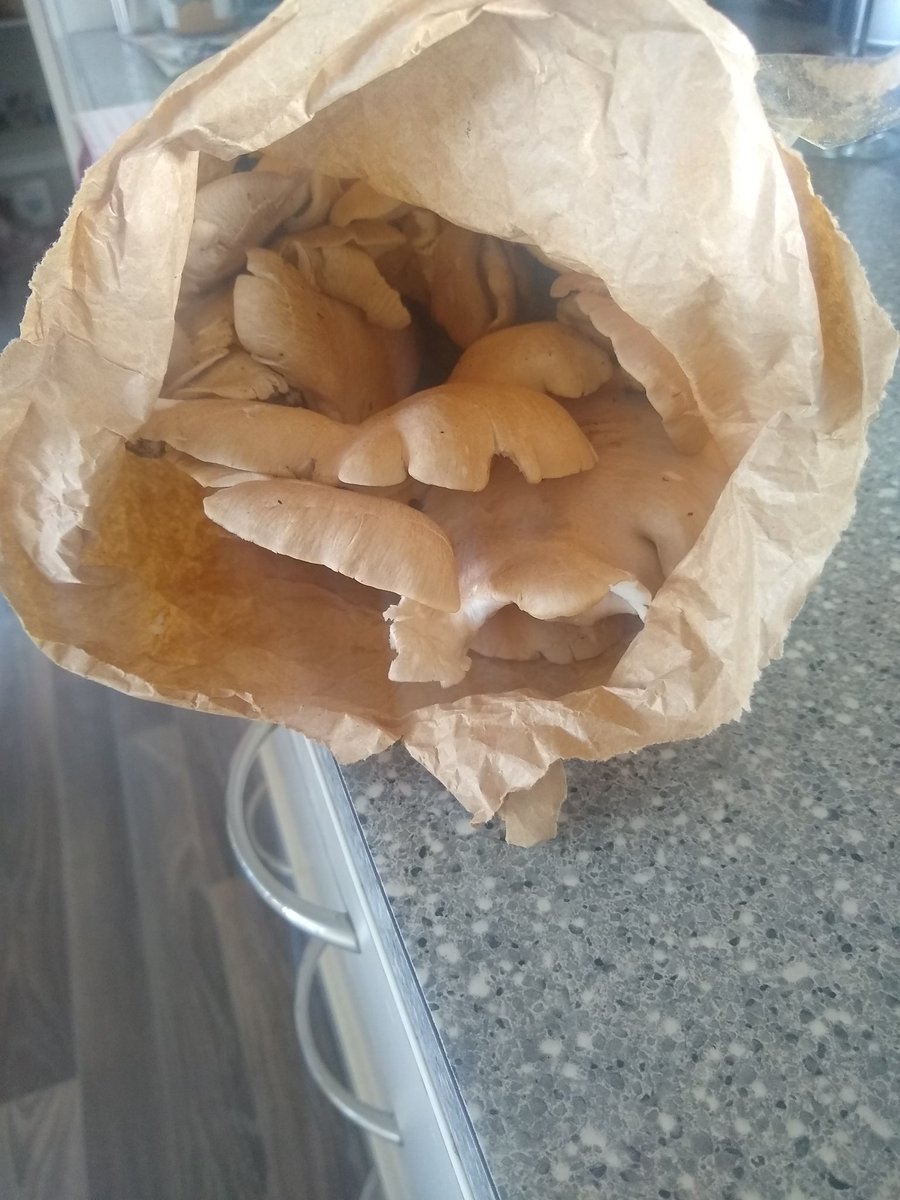 Quite the homegrown haul today. A pumpkin over 7kg and a decent sized bag of oyster mushrooms.