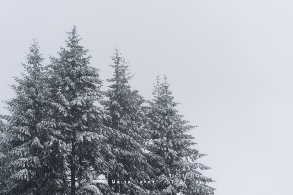 I think it's fairly safe to say that I was more excited than the kids (and they were very excited!) to see that it had snowed overnight on Tuesday!❄️

I was drawn to the simplicity of this scene and love how much it looks like a drawing...

#snow #woodland #photography #surrey
